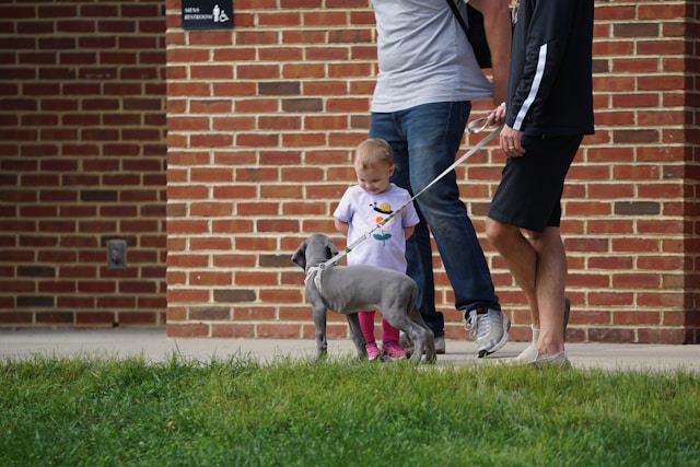 Babysitting and pet care at home